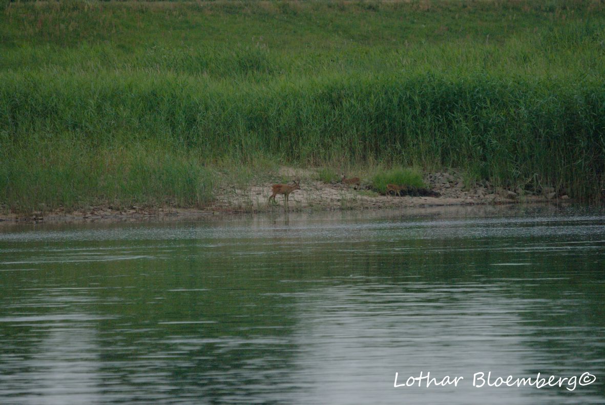 Rehe an der Elbe