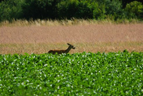 Rehe an der Elbe