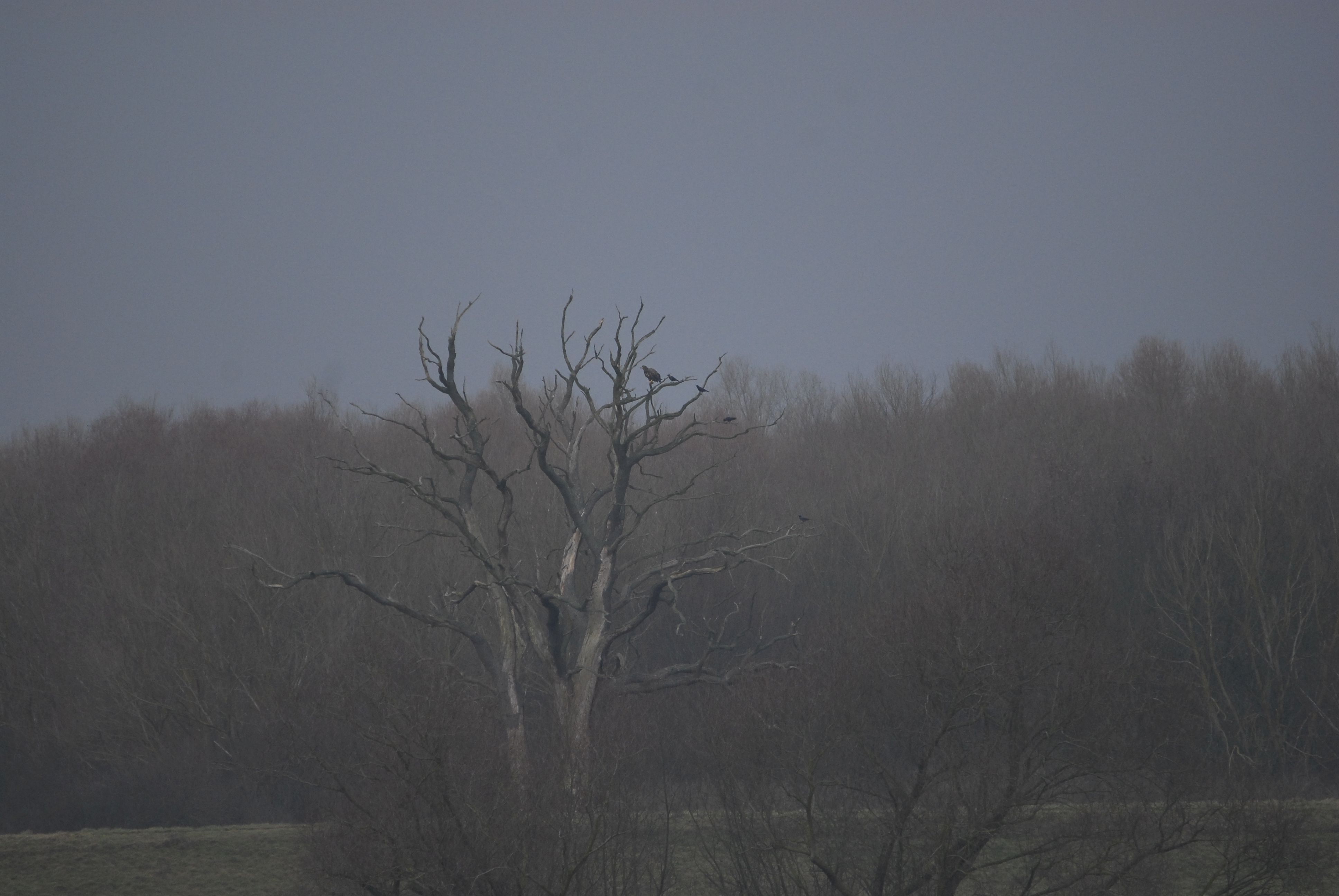 Rehe an der Elbe