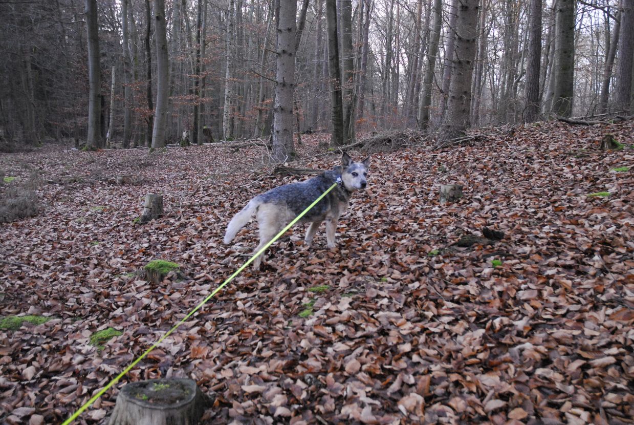 Informationstafel Die Kalkhorst