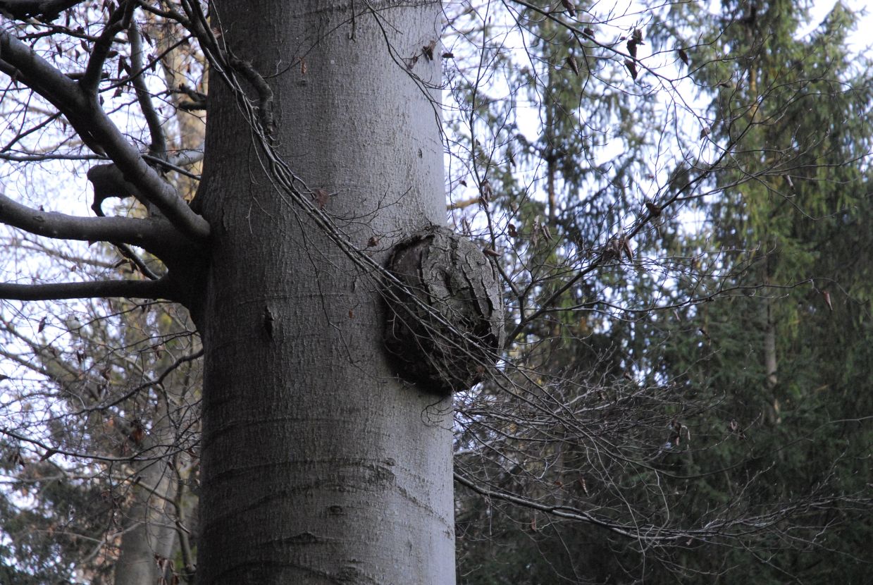 Informationstafel Die Kalkhorst