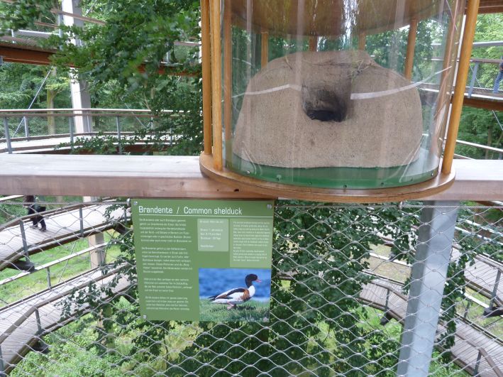 Baumwipfel Pfad