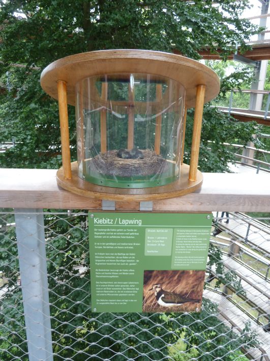 Baumwipfel Pfad
