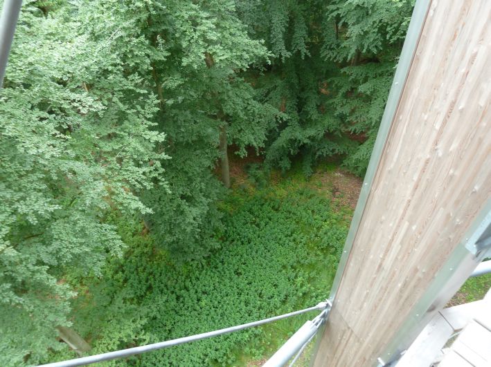 Baumwipfel Pfad