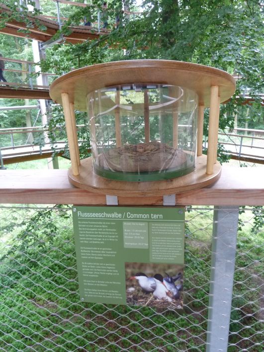 Baumwipfel Pfad