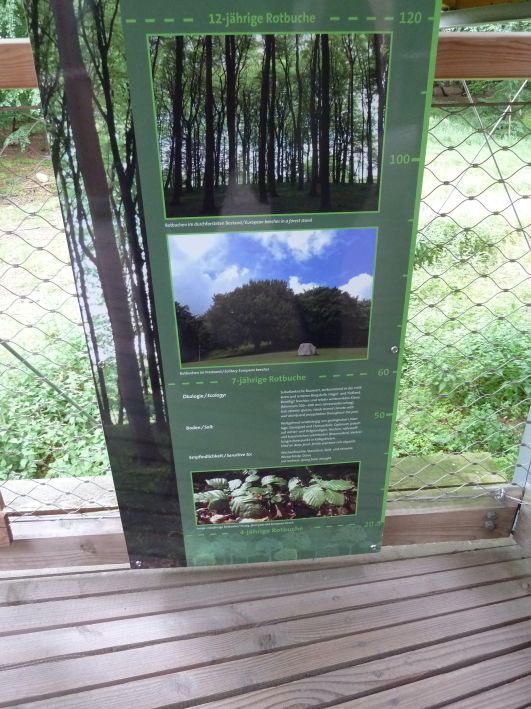 Baumwipfel Pfad