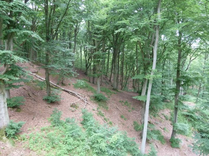 Baumwipfel Pfad