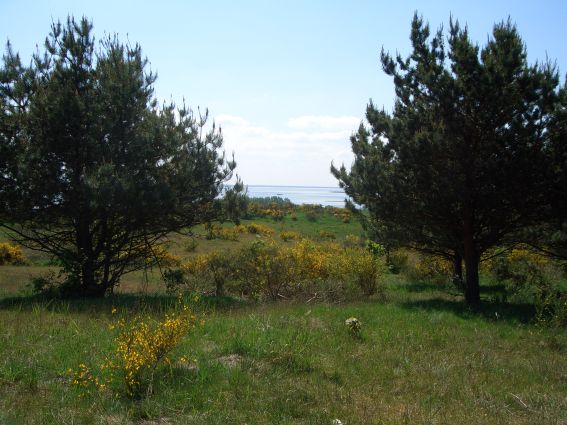Hiddensee