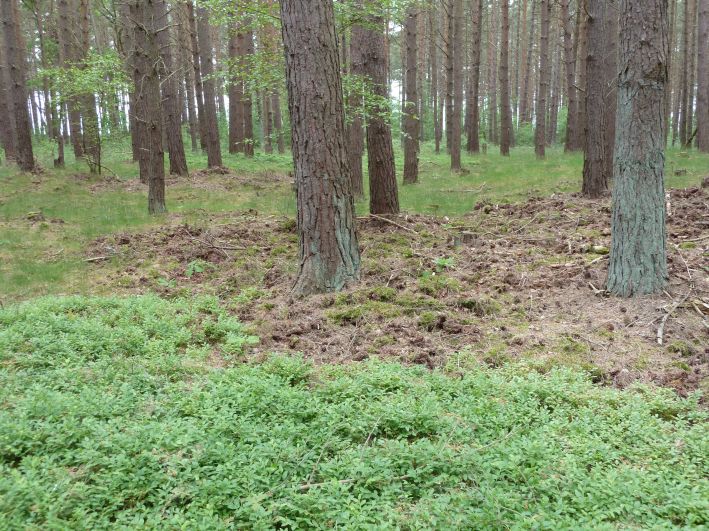 Schaabe Naturschutzgebiet