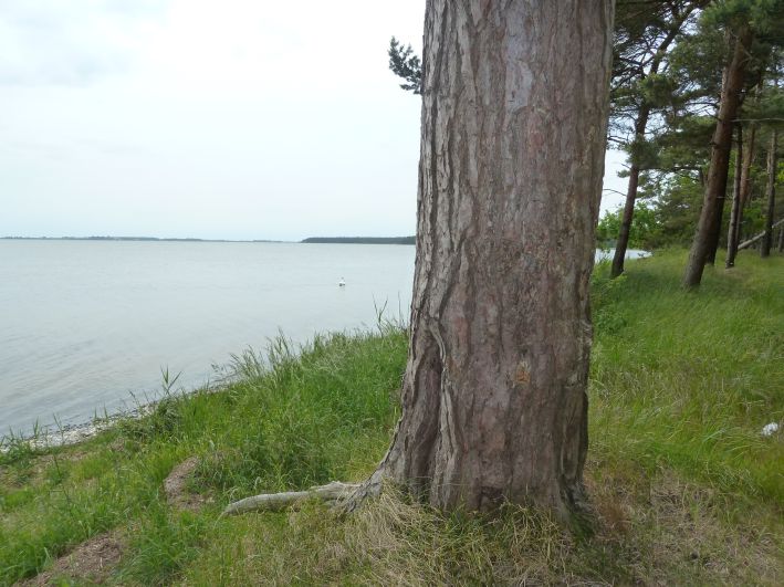 Schaabe Naturschutzgebiet
