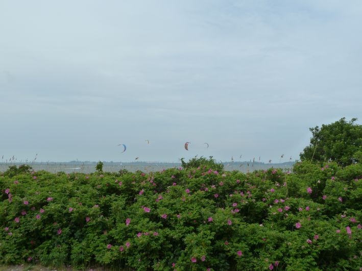 Surfer und Kiter im Wieker Bodden