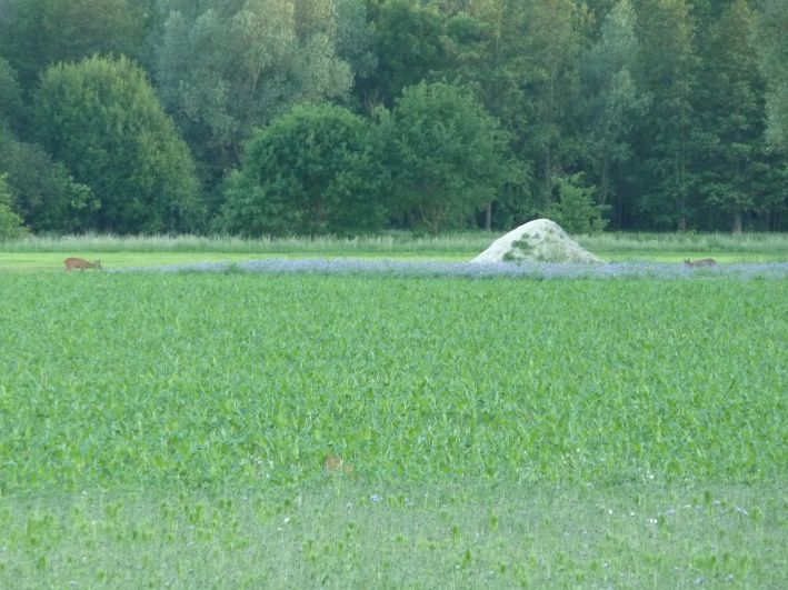 Wendland Bild